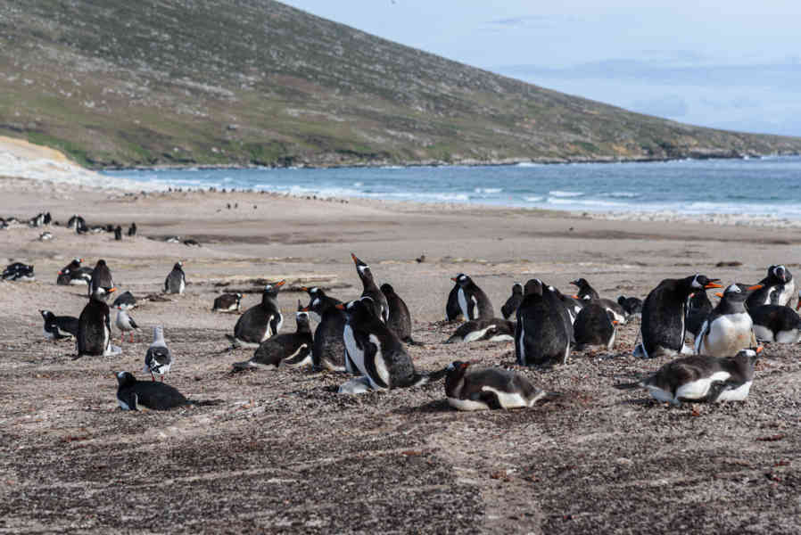 Pingüino Papua o Gentoo - islas Falkland o Malvinas 25.jpg